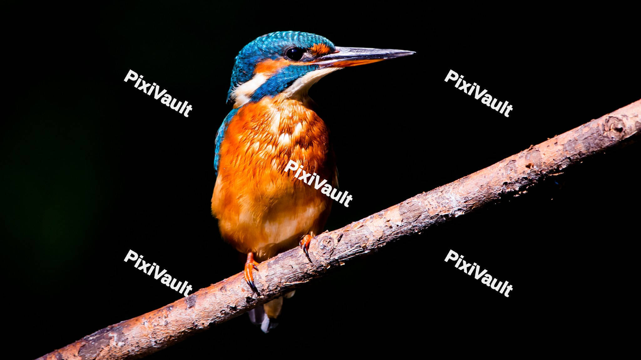 Kingfishers perched on a dry branch